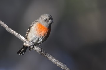 Female Red-capped Robin (Petroica multicolor) photographed at Woodlands Historic Park Melbourne Australia