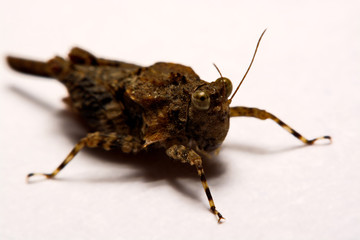 Macro / Close-up of Grasshopper on a white backing surface.