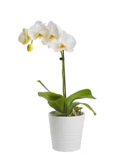 Papier Peint photo Orchidée Orchidée en fleurs en pot de fleur en céramique isolé sur fond blanc