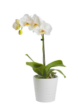 Fototapeta Blooming orchid plant in ceramic flower pot isolated on white background