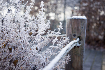 Beautiful freezed plants, winter colors, behind the fence