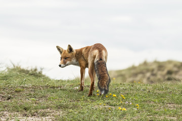 Red fox