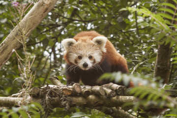 Red panda