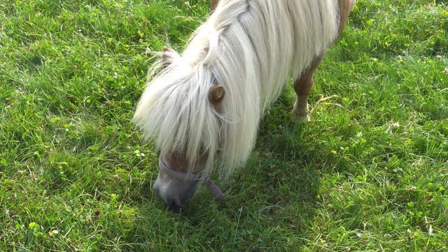 Miniature pony horse eating grass.