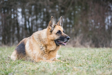Adorable German Shepherd lady lying in a park