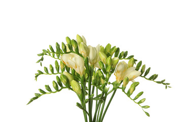 Bouquet of beautiful freesia flowers on white background