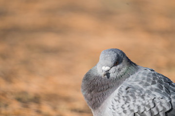 Head shot of pidgeon in a park