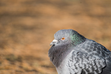 Head shot of pidgeon in a park