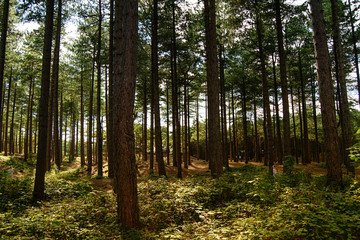 Pinewood forest with children