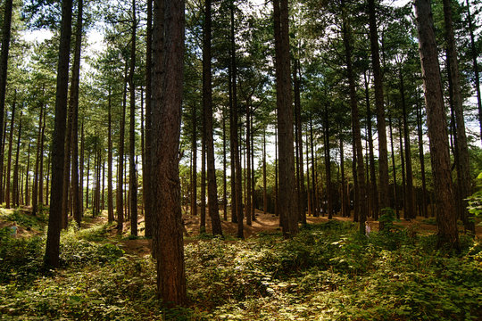 Pinewood forest with children