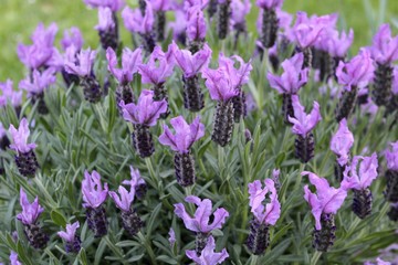 Lavander in a French garden