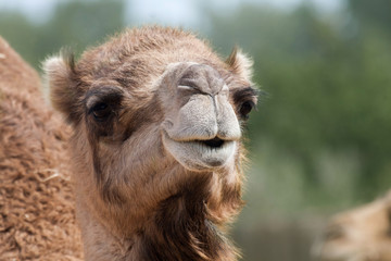 brown camel