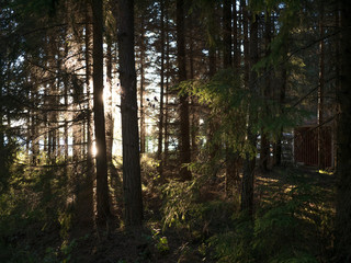 swedish forest