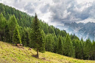 Fototapeta na wymiar Mountains landscape with horses.