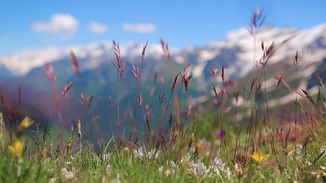 mountain herbs and flowers
