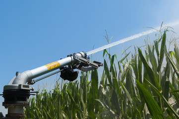Fototapeta na wymiar Water sprinkler installation in a field of corn.