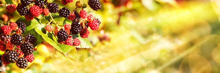 Blackberries, Late Summer Background - obrazy, fototapety, plakaty
