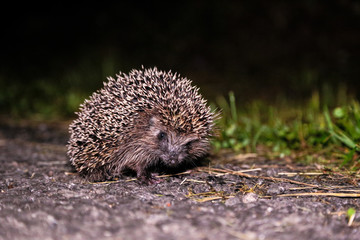 hedgehog
