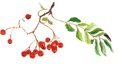 Botanical illustration of rowan berries. Watercolor hand painting on white background.