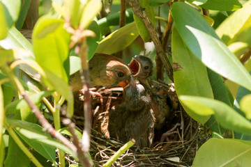 Cardinal bird feeding her babies in a birds nest