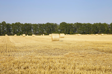 Fototapeta premium Straw on the fields photo
