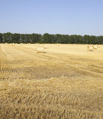 Fototapeta premium Straw on the fields photo