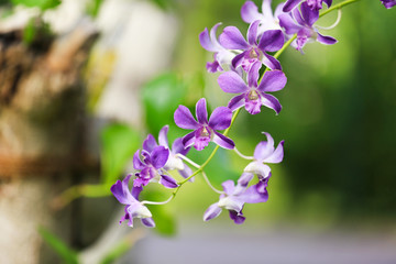 Beautiful tropical flowers outdoors