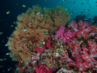 Fototapeta na wymiar Giant Seafan with Coral Reef and soft coral