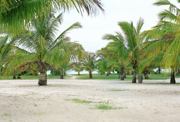 Green tropical palms at resort