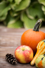 Autumn Concept Pumpkins and Apple and Gourds