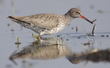 Common Redshank