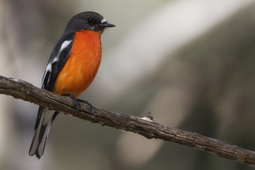 Fototapeta premium Male Flame Robin (Petroica phoenicea) photographed at Woodlands Historic Park Melbourne Australia
