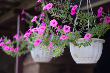 Fototapeta na wymiar hanging pots with flowers outdoors with isolated focus