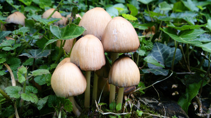 Gruppe Pilze wachsen zwischen Efeu Bl&auml;ttern am Wegrand