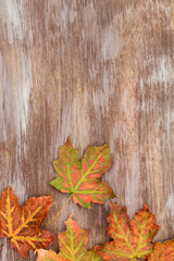 Naklejka na ściany i meble Colorful Fall Leaves on Wood Background Vertical