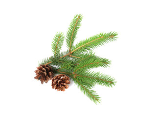 Branches of fir tree and cones on white background