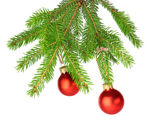 Fototapeta na wymiar Christmas balls hanging on fir tree branch, isolated on white