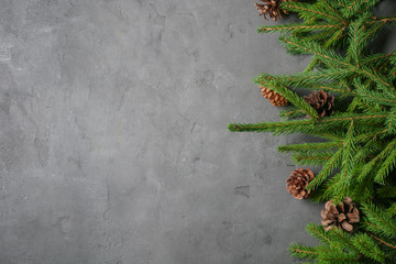 Branches of fir tree with cones on grey background