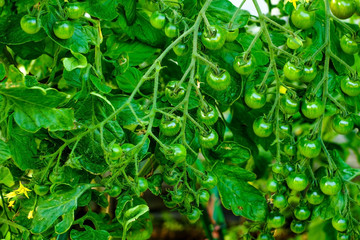 Cherry tomatoes, ripening on the vine in a greenhouse.