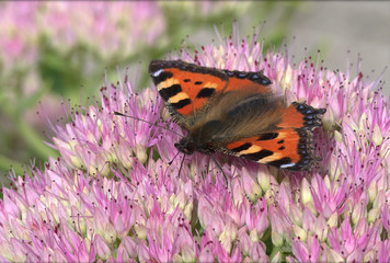 With unfolded wings