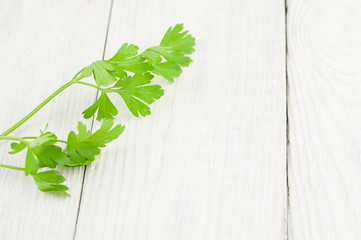 One green fresh twig of parsley on old white wooden rustic planks