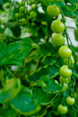 Cherry tomatoes, ripening on the vine in a greenhouse.