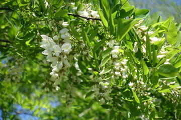Obraz premium Black locust branch in full bloom in spring