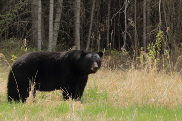 Black Bear