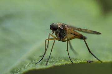 mosquito, Asilidae, Ктырь