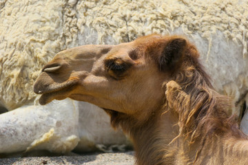 Bactrian Camel