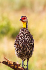 Partridge on the branch. Yellow-necked Spurfowl . Tarangire, Tanzanya