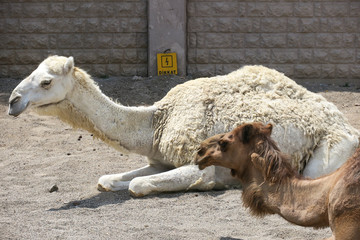 Bactrian Camel