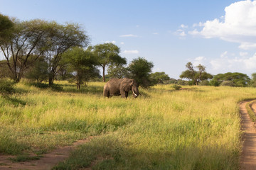 Landscape with big elephant in green savanna. Tarangire, Tanzania