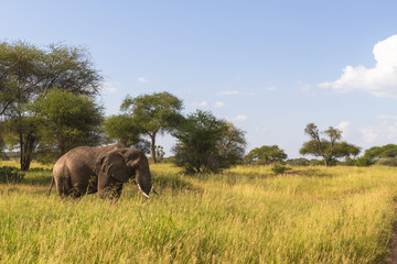 Obraz premium Big lonely elephant in green savanna. Tarangire, Tanzania